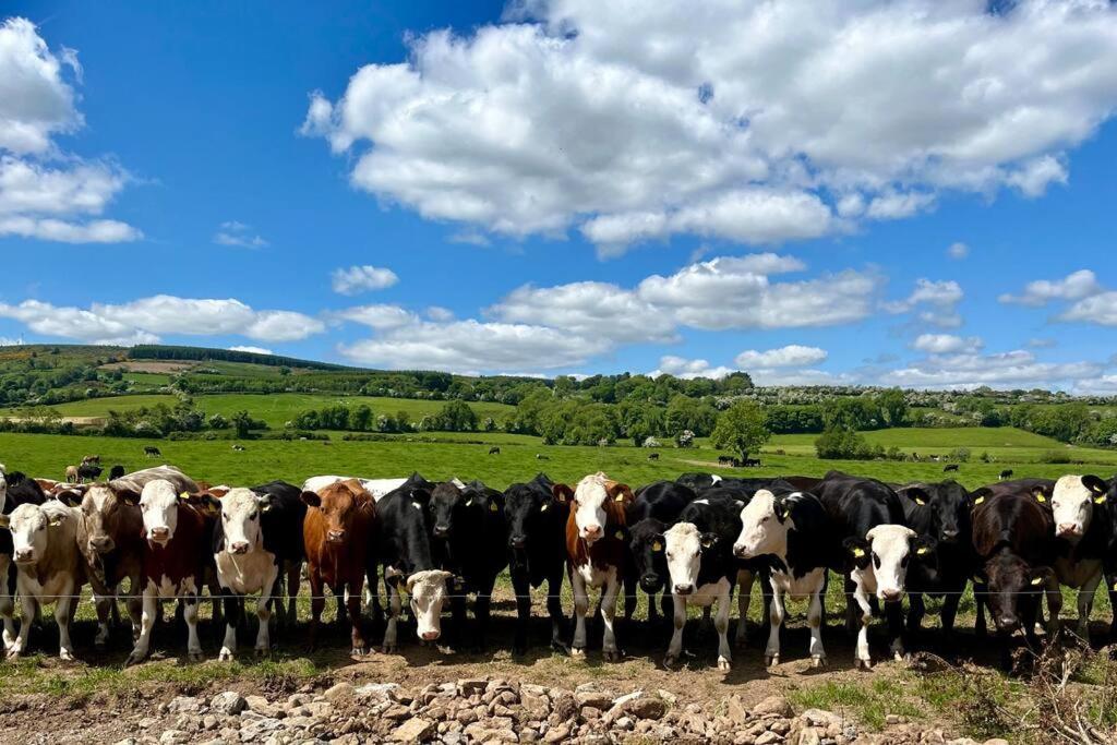 Vila Tom Rocky'S Farmyard Templemore Exteriér fotografie
